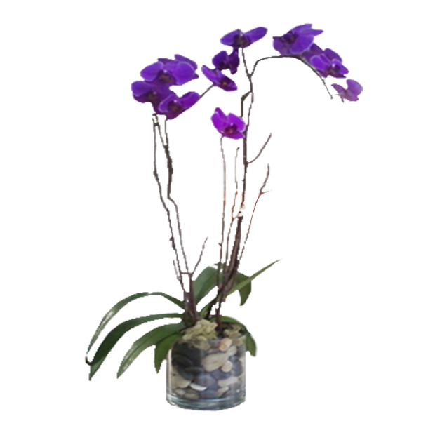 Purple Phalaenopsis Orchid | Flowers Poway CA, Crystal Gardens