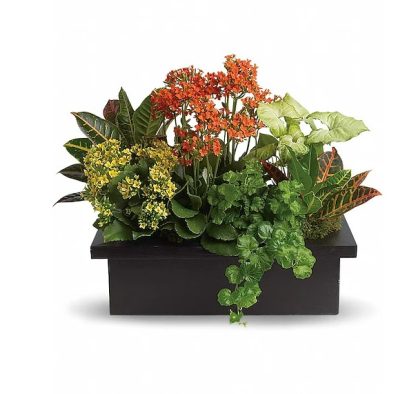 Stylish Plant Assortment