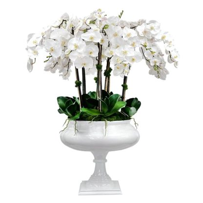 Orchid's World 