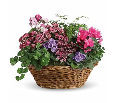 Simply Chic Mixed Plant Basket