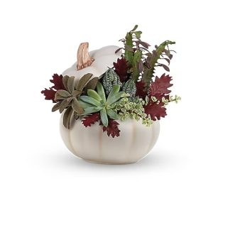 Teleflora's Spooky Succulent Garden