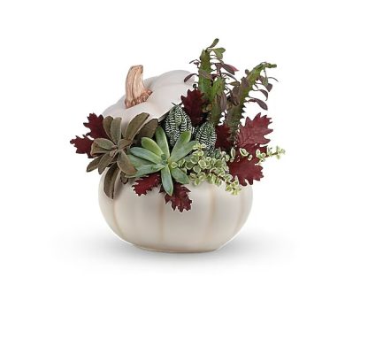 Teleflora's Spooky Succulent Garden