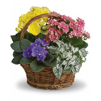 Spring Has Sprung Mixed Basket