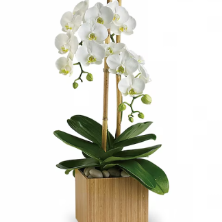 Teleflora's Opulent Orchids